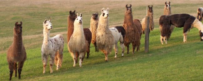 Llama Herd